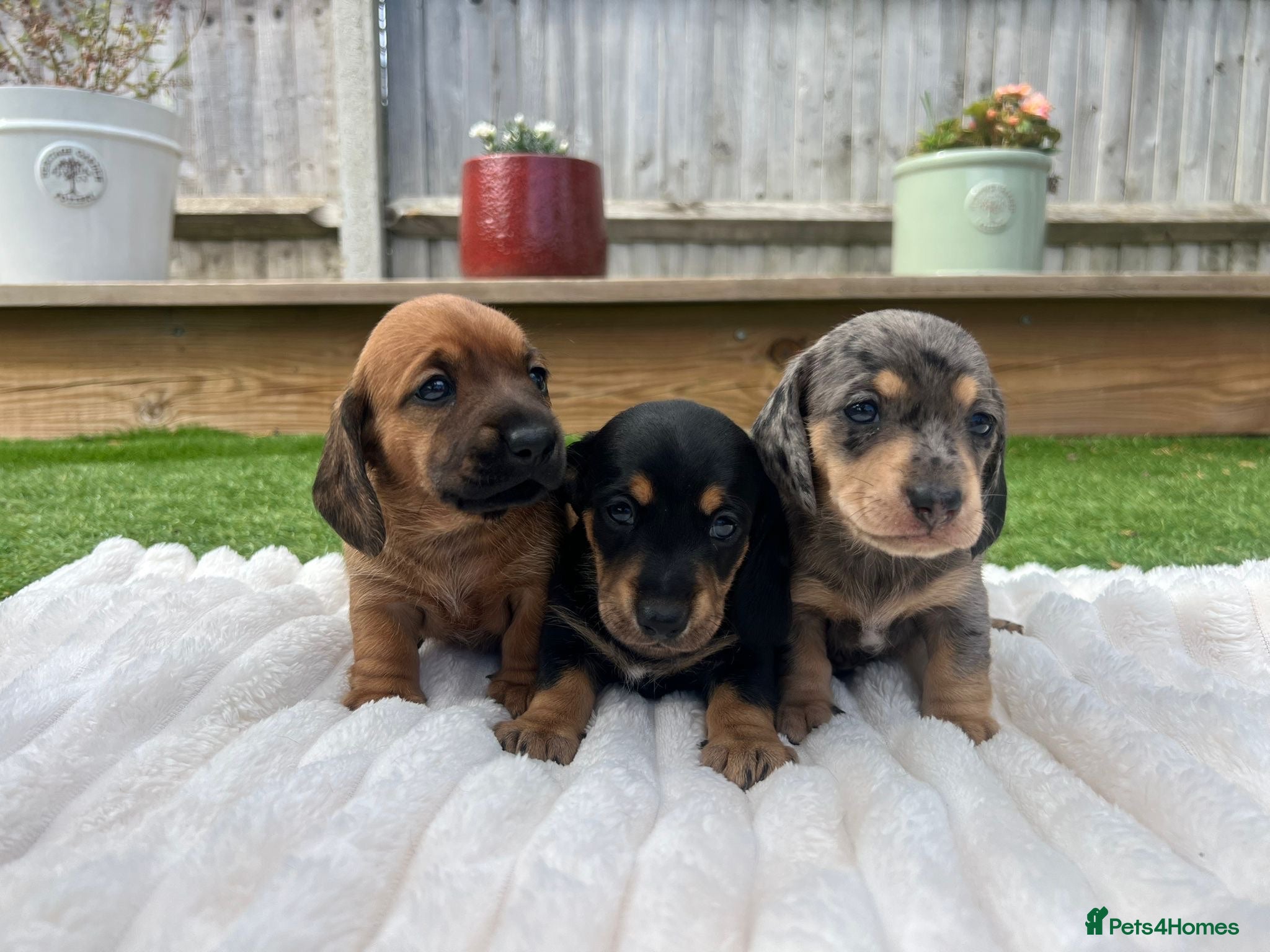 Miniature Dachshund dogs Beautiful Miniature dachshunds for sale  - Advert 1
