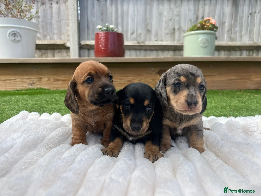 Miniature Dachshund dogs for sale: Beautiful Miniature dachshunds for sale  in Southampton - Advert 1