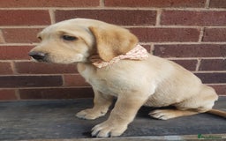 Labrador Retriever dogs for sale: KC Registered Labrador puppies  - Image 20