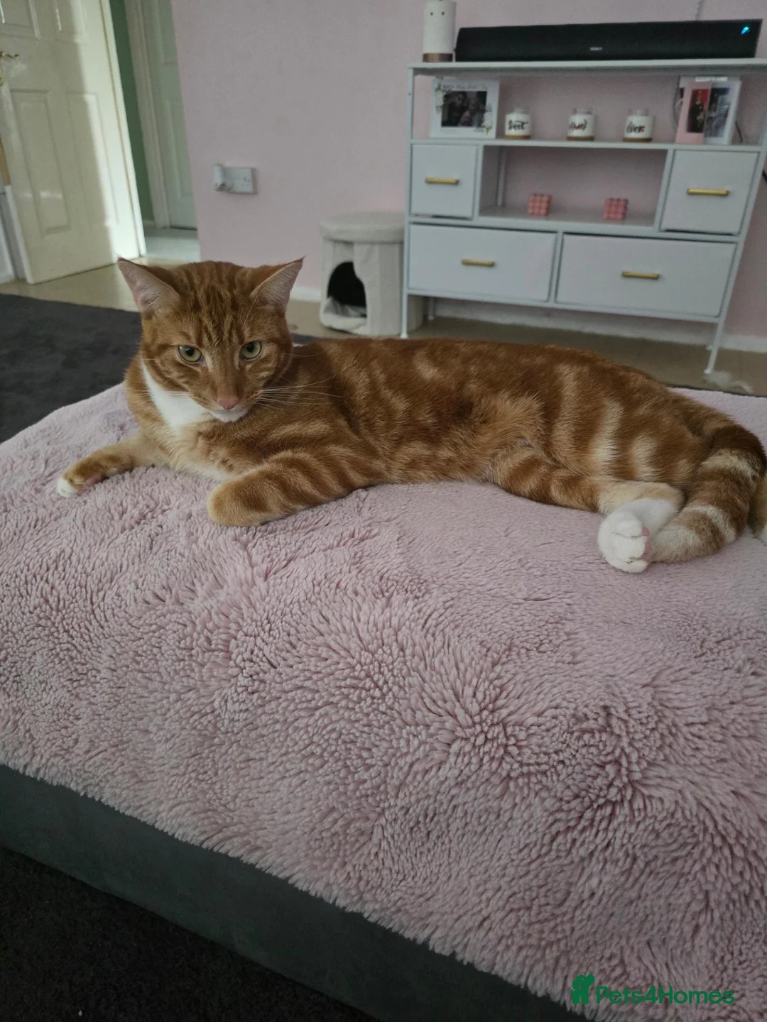 Mixed Breed cats for sale: My boy Oliver needs a new home - Advert 2