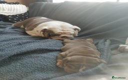 English Bulldog dogs for sale: Stunning KC Registered English Bulldog Bitch  - Image 6