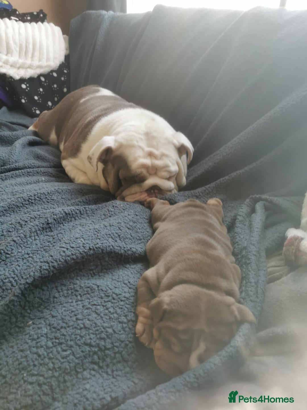 English Bulldog dogs for sale: Stunning KC Registered English Bulldog Bitch  - Image 6