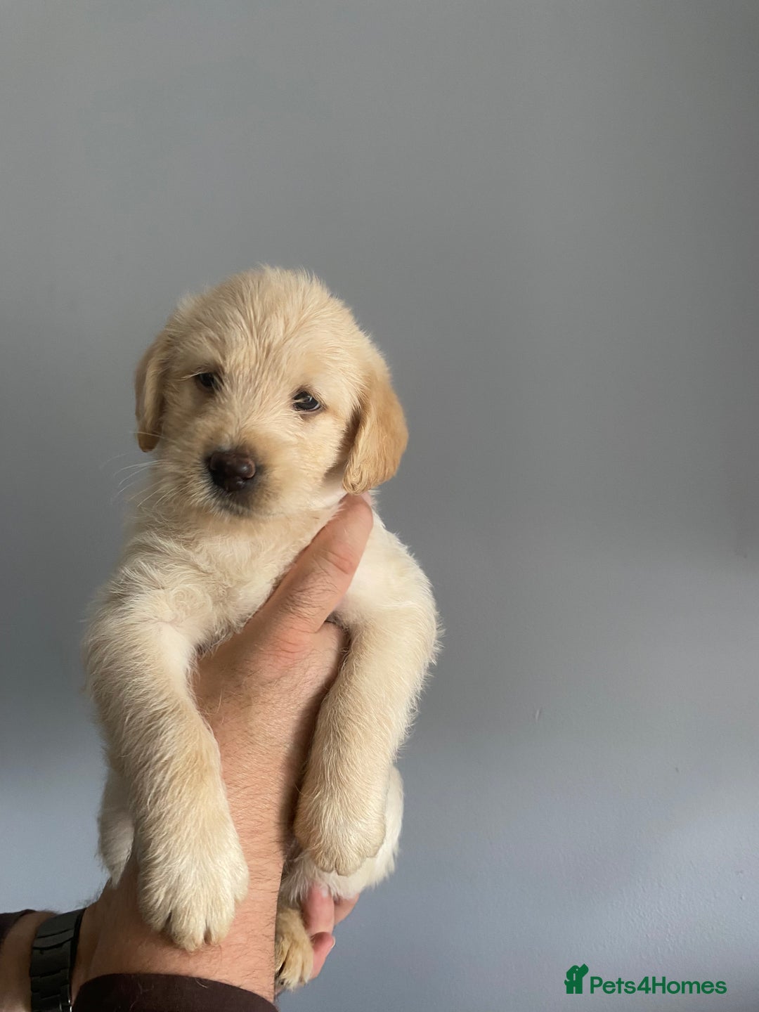 Labradoodle dogs for sale: Labradoodle puppies for sale £600-£750 - Image 6