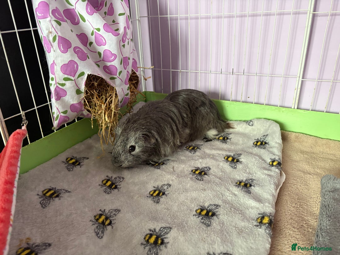 Guinea Pig rodents for sale: Baby male guinea pig - Image 3