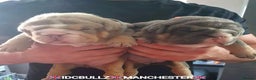 English Bulldog dogs for stud: Freddie Lilac tri stud in Manchester - Advert 8