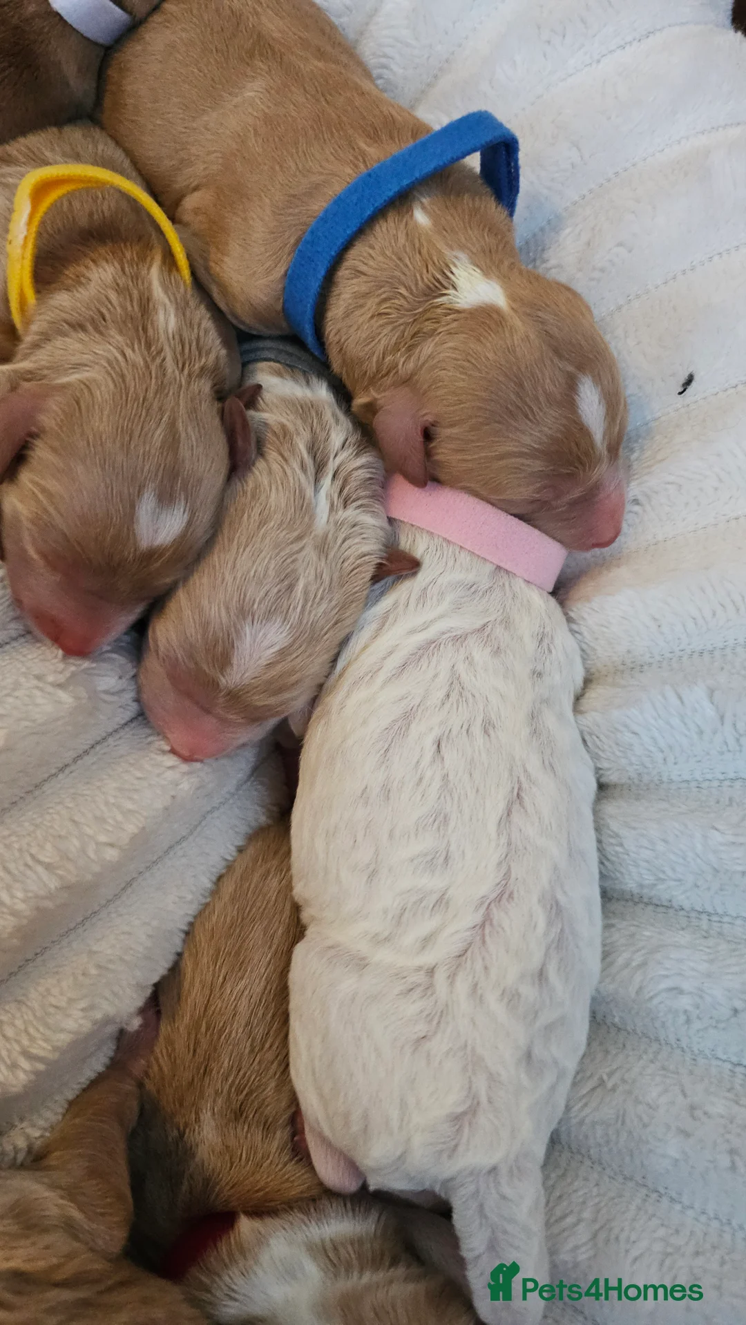 Australian Labradoodle dogs for sale: STUNNING LITTER OF AUSTRALIAN LABRADOODLES  - Advert 17