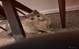 British Shorthair cats for sale: British shorthair kitties pure breed  in Sunderland - Image 23