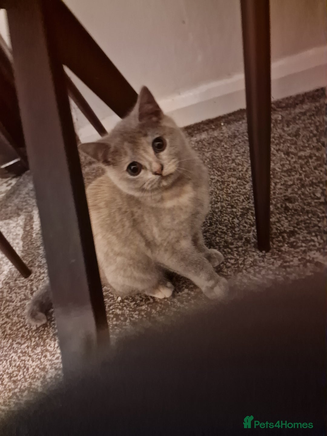 British Shorthair cats for sale: British shorthair kitties pure breed  in Sunderland - Image 23