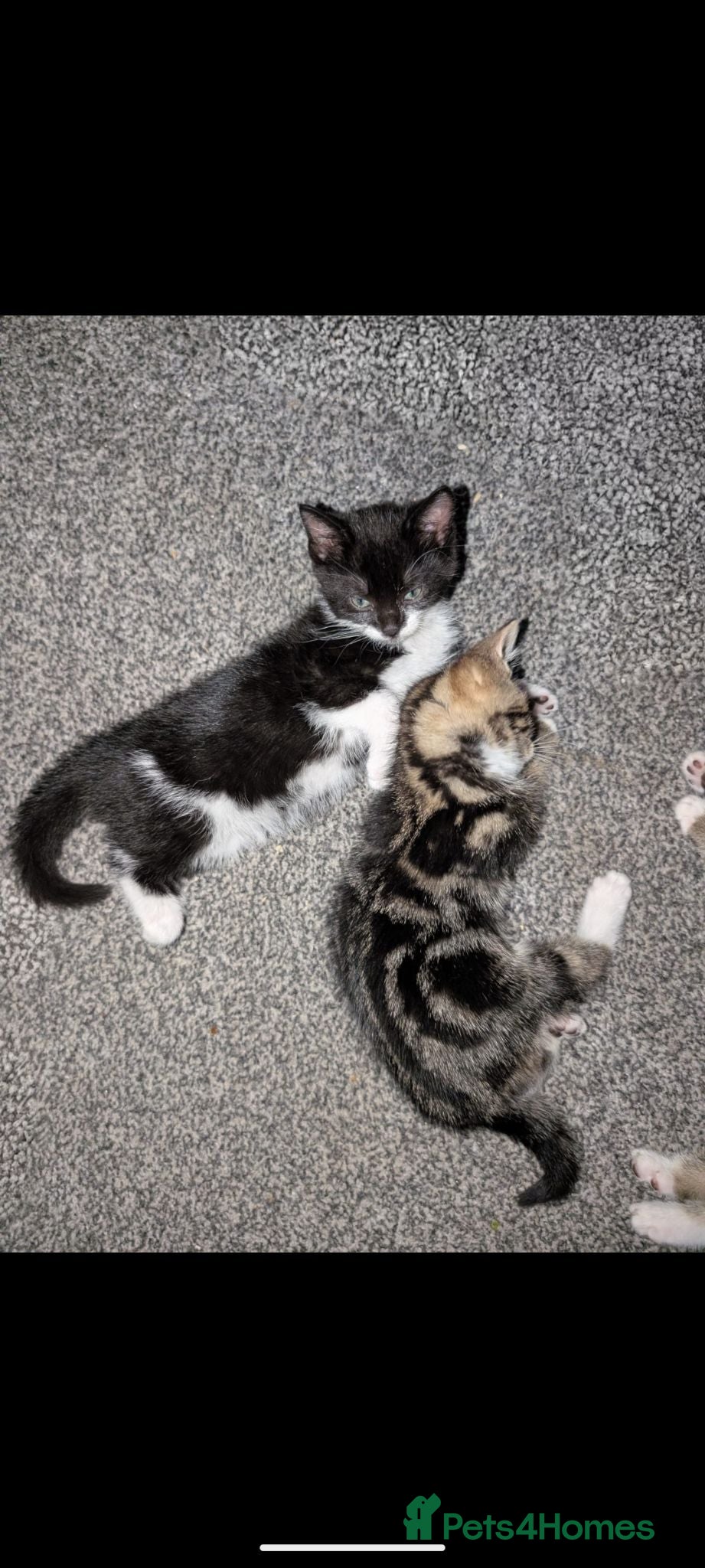 Mixed Breed cats Kittens - Advert 3