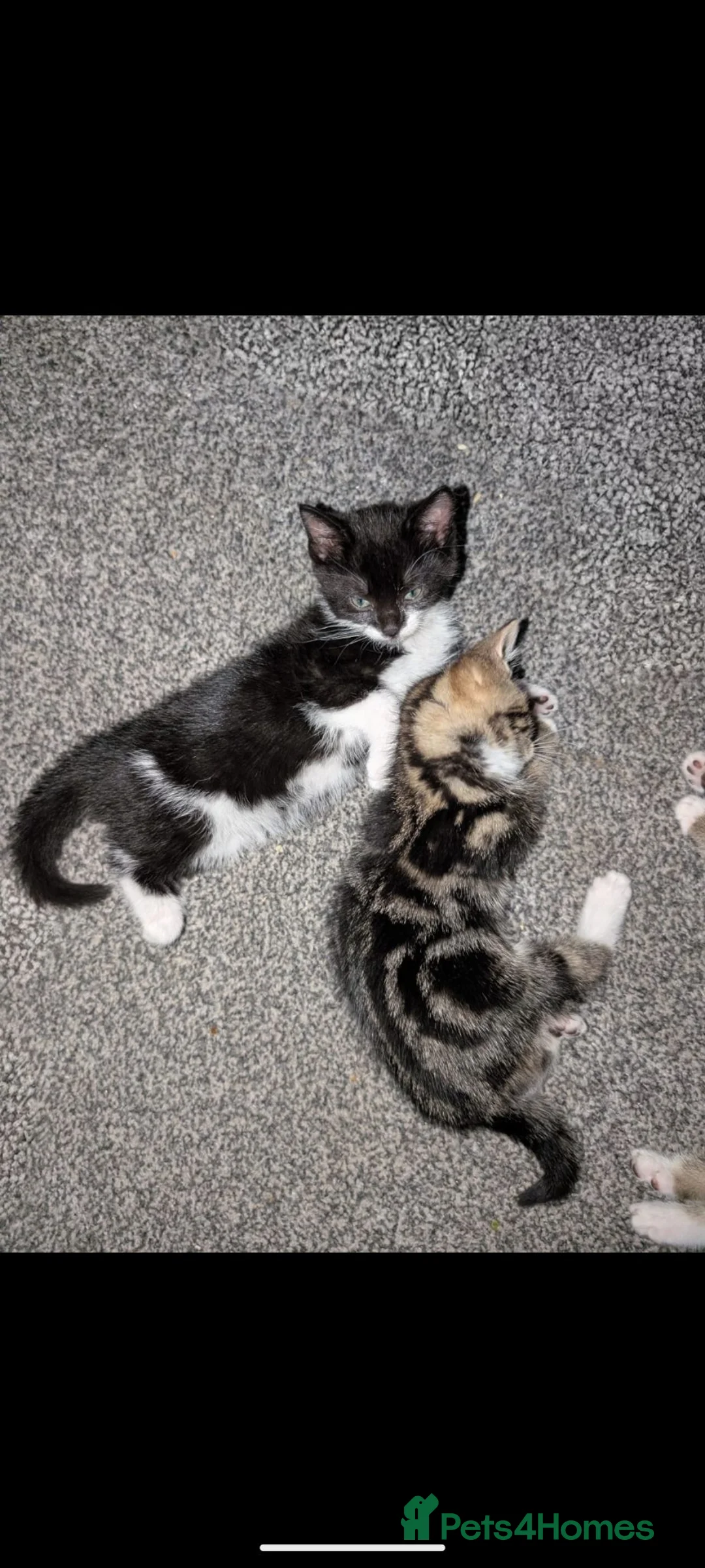 Mixed Breed cats for sale: Kittens in Nottingham - Advert 1