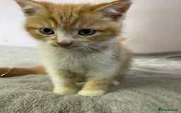 British Shorthair cats for sale: Four kittens ready to go (prices vary) - Image 32