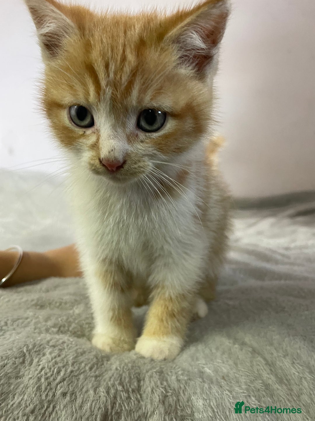British Shorthair cats for sale: Four kittens ready to go (prices vary) - Image 32