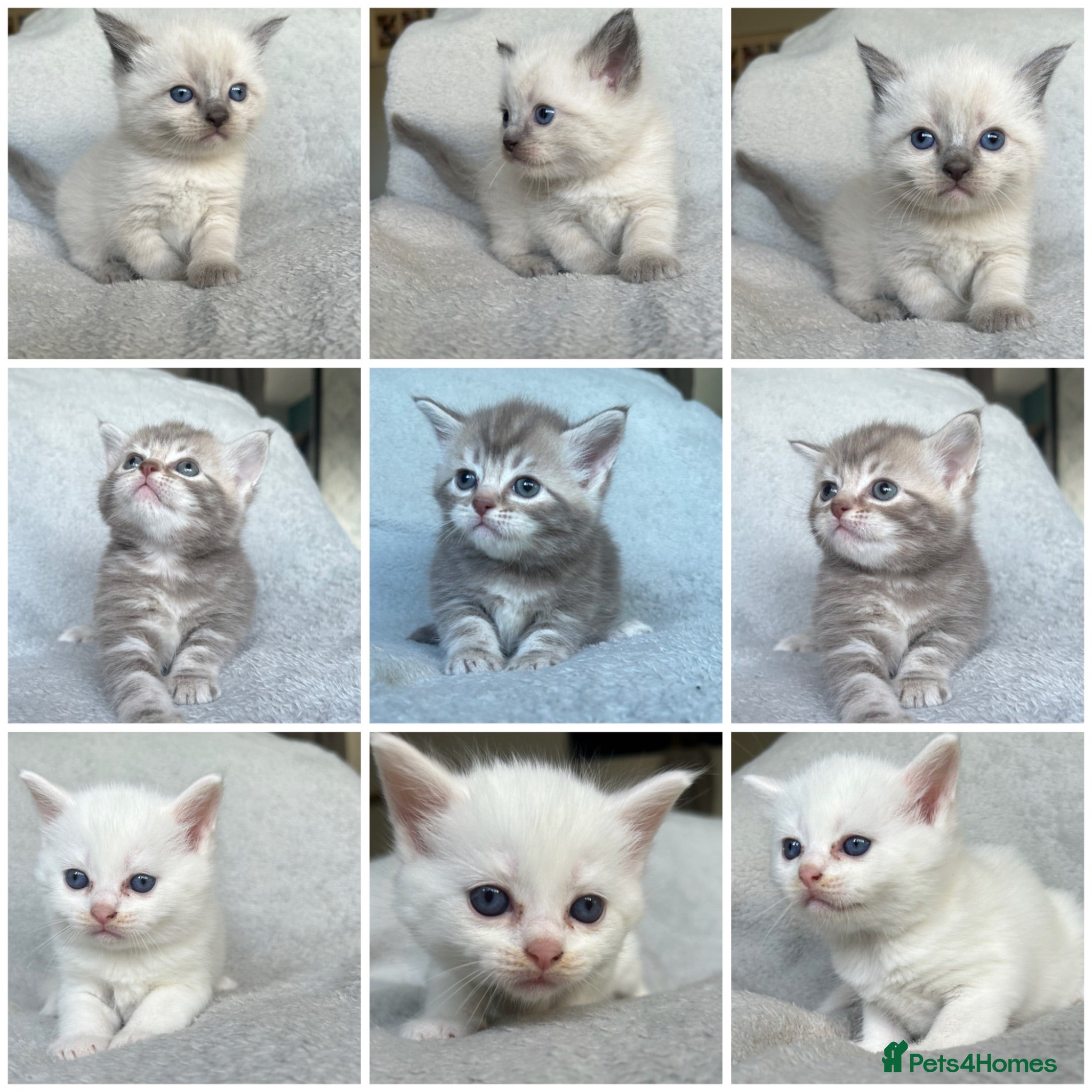 British Shorthair cats NORWEGIAN FOREST CAT X BRITISH SHORTHAIR KITTENS  - Advert 9