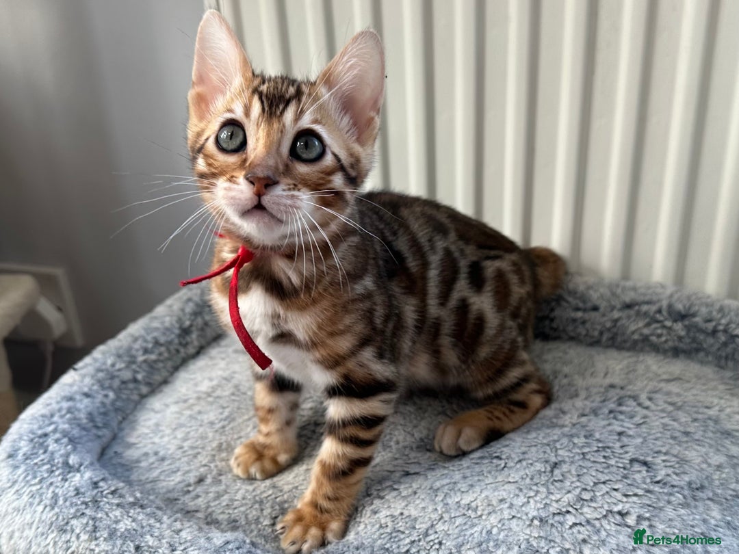Bengal cats for sale: Beautiful Bengal babies ready this weekend  - Advert 9