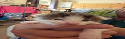 British Shorthair cats for sale: Kitten’s  in Darlington - Advert 5