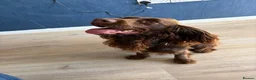Cocker Spaniel dogs for sale: Enzo  - Advert 3