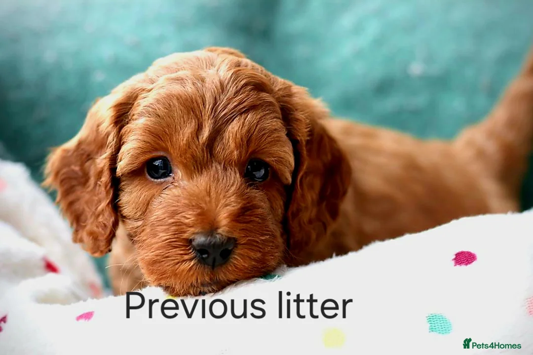 Cockapoo dogs for sale: Red cockapoo puppies expected - Advert 2