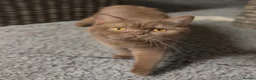 British Shorthair cats for stud: Cinnamon BSH Champion bloodlined Stud. - Advert 9