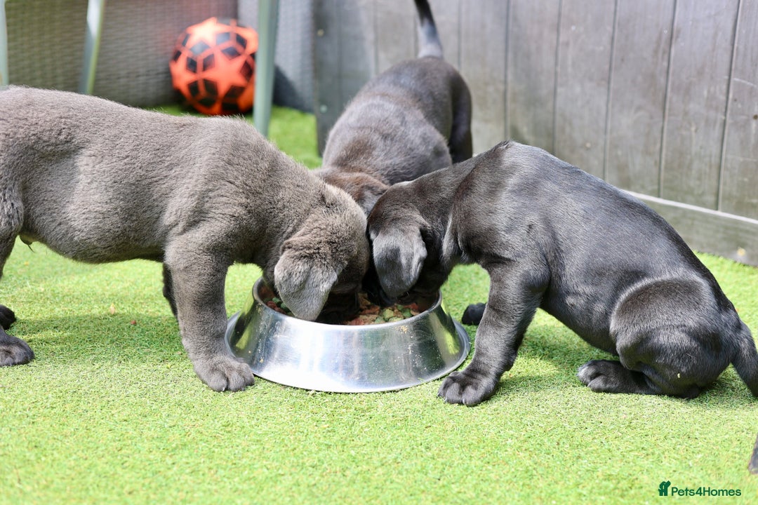 Cane Corso dogs for sale: Champion Lines Cane Corso puppies for sale - Image 6