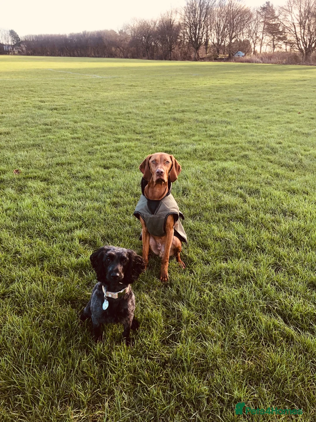 Cockapoo dogs for sale: Beautiful 6-year old female Cockapoo - Advert 2
