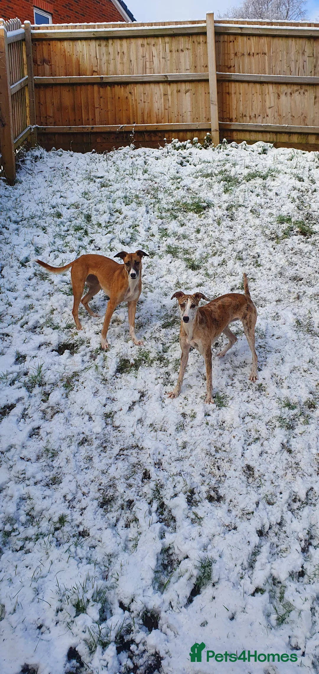 Mixed Breed dogs for sale: 2x female Whippet X Collie - Advert 4