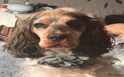 Cocker Spaniel dogs for sale: Kc registered show type cocker spaniel puppies - Image 26