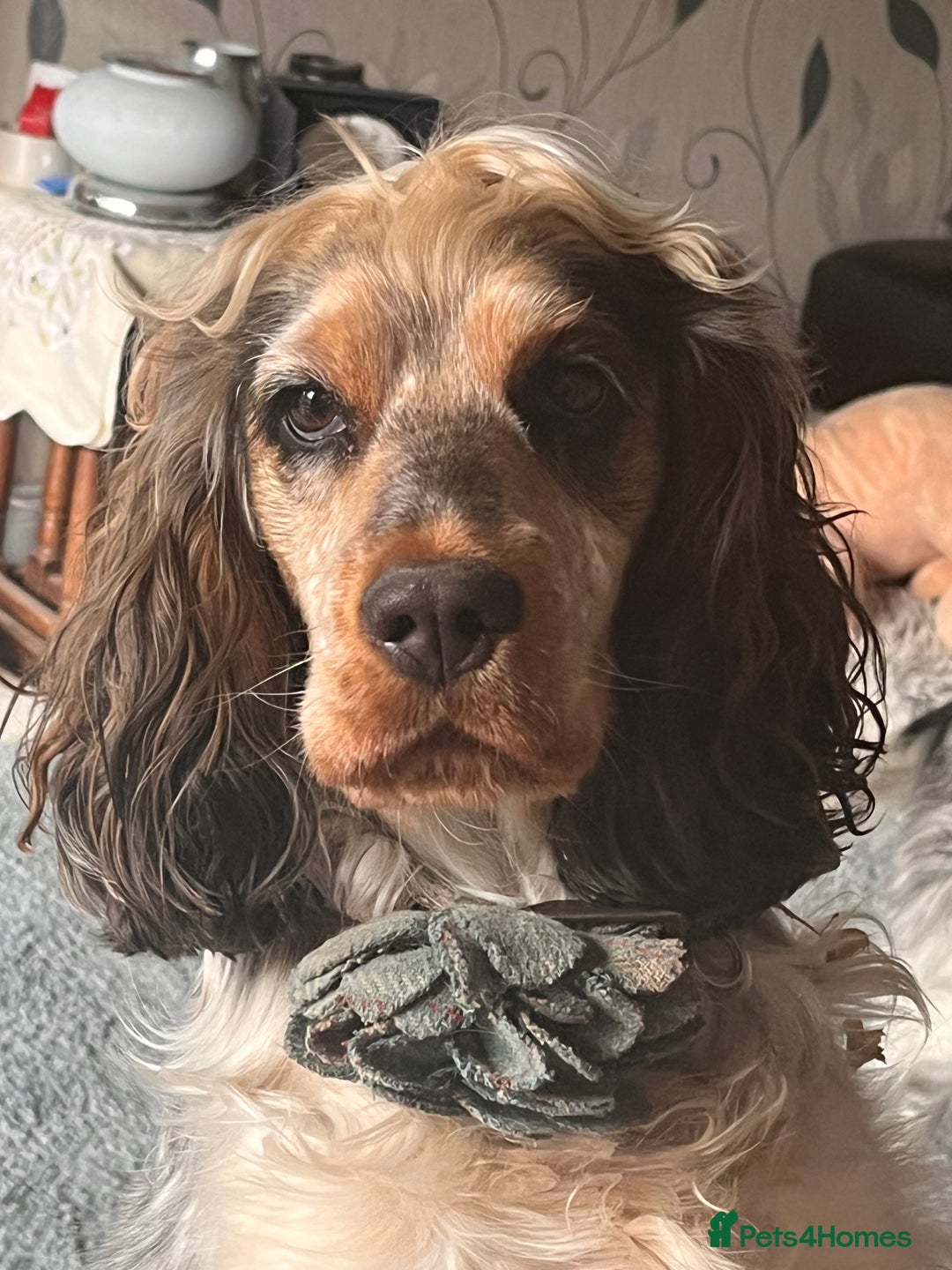 Cocker Spaniel dogs for sale: Kc registered show type cocker spaniel puppies - Image 26