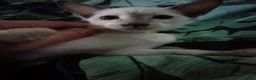 Siamese cats for sale: Siamese kittens - Advert 8