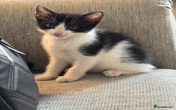 Mixed Breed cats for sale: Beautiful kittens 💗 - Image 3