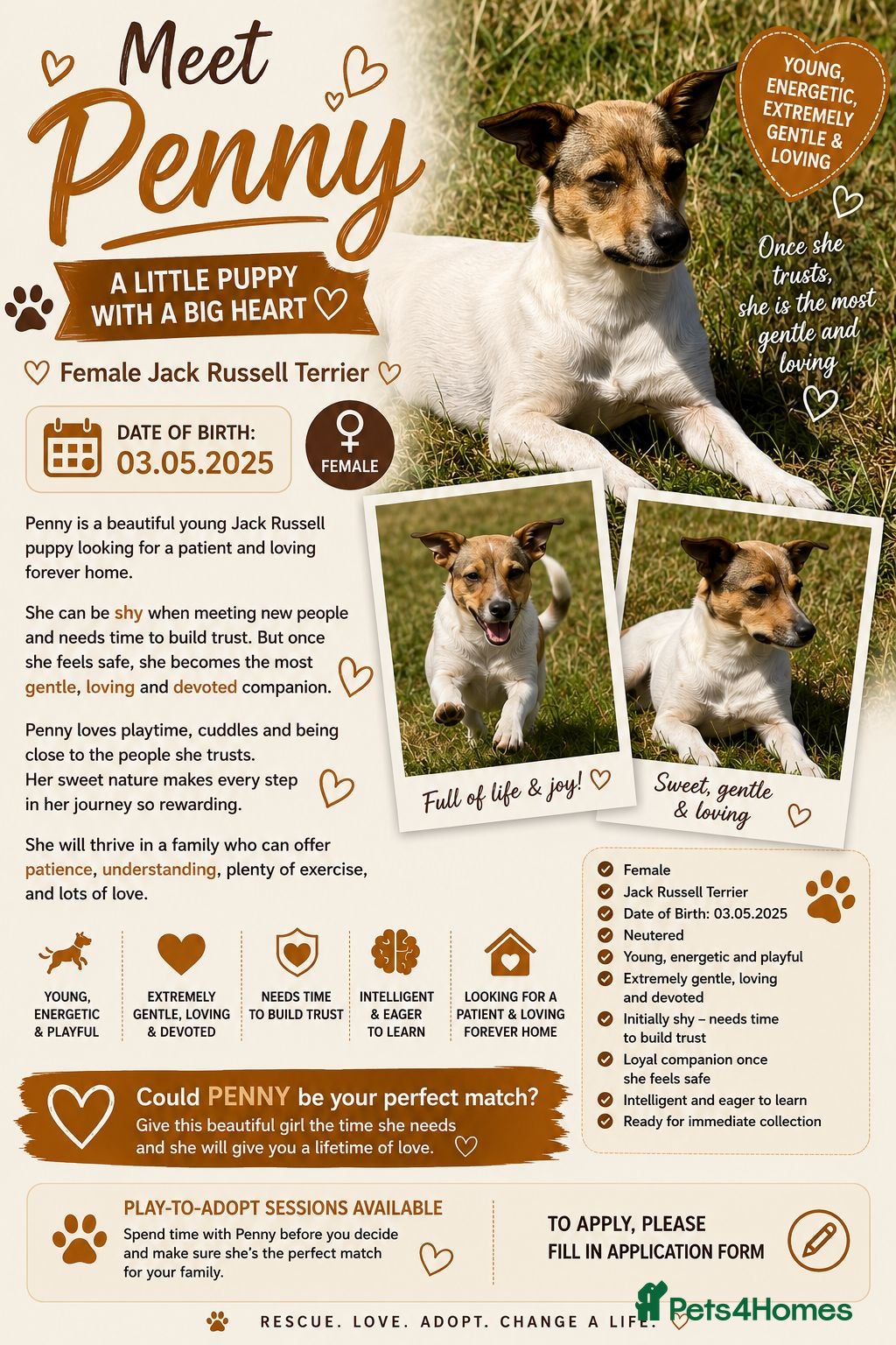 Mixed Breed dogs Penny – Female Jack Russell Terrier type - Advert 2