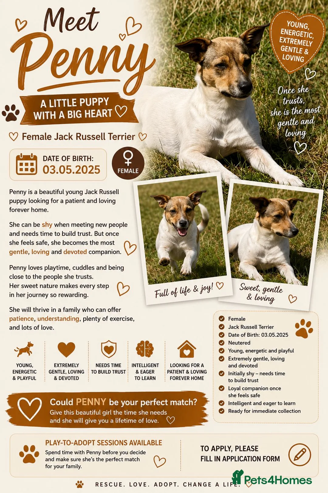 Mixed Breed dogs for adoption: Penny – Female Jack Russell Terrier type - Advert 2