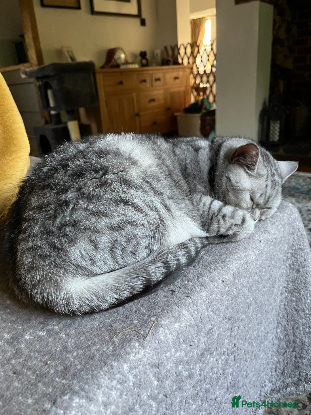 British Shorthair cats for sale: Meet Misty - Image 4