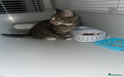 Maine Coon cats for sale: Maine coon x Ragdoll  - Image 3