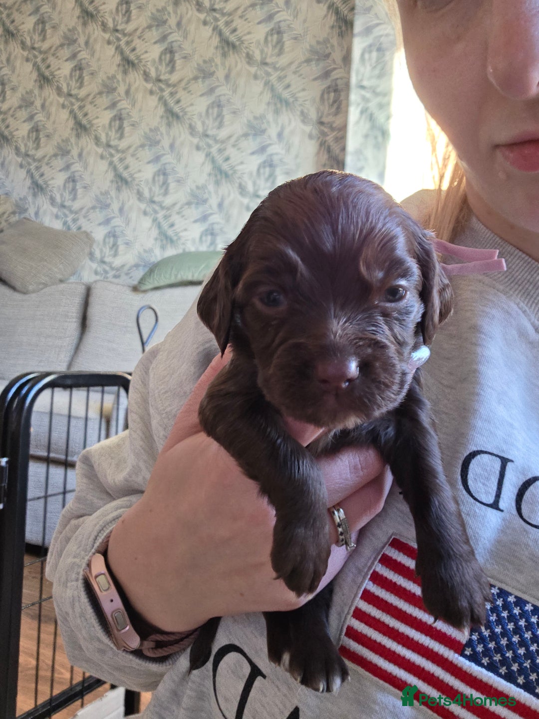 Cocker Spaniel dogs for sale: Beautiful Spaniel pups! - Advert 25