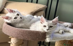 Maine Coon cats for sale: **ONLY 2** High Silver Shaded Kittens Left!😻 - Image 5