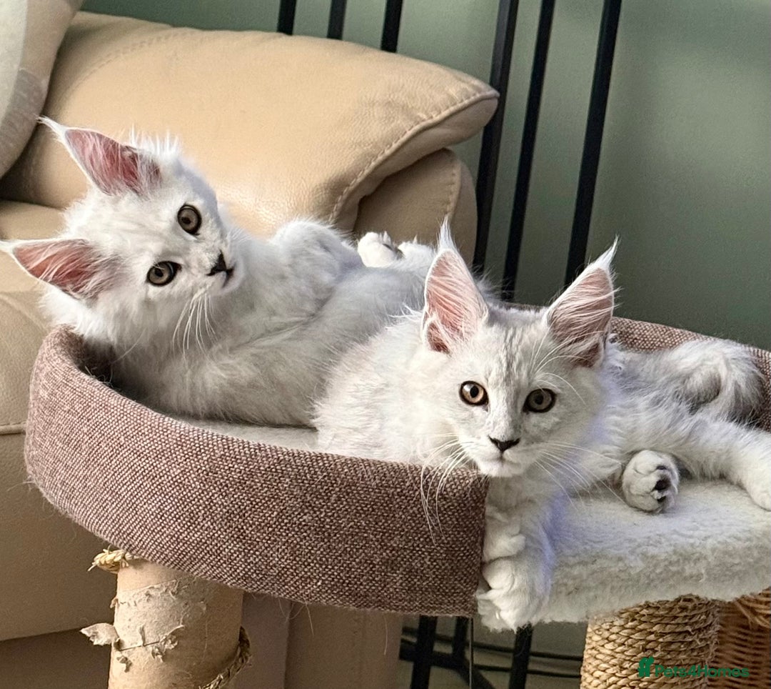 Maine Coon cats for sale: **ONLY 2** High Silver Shaded Kittens Left!😻 - Image 5