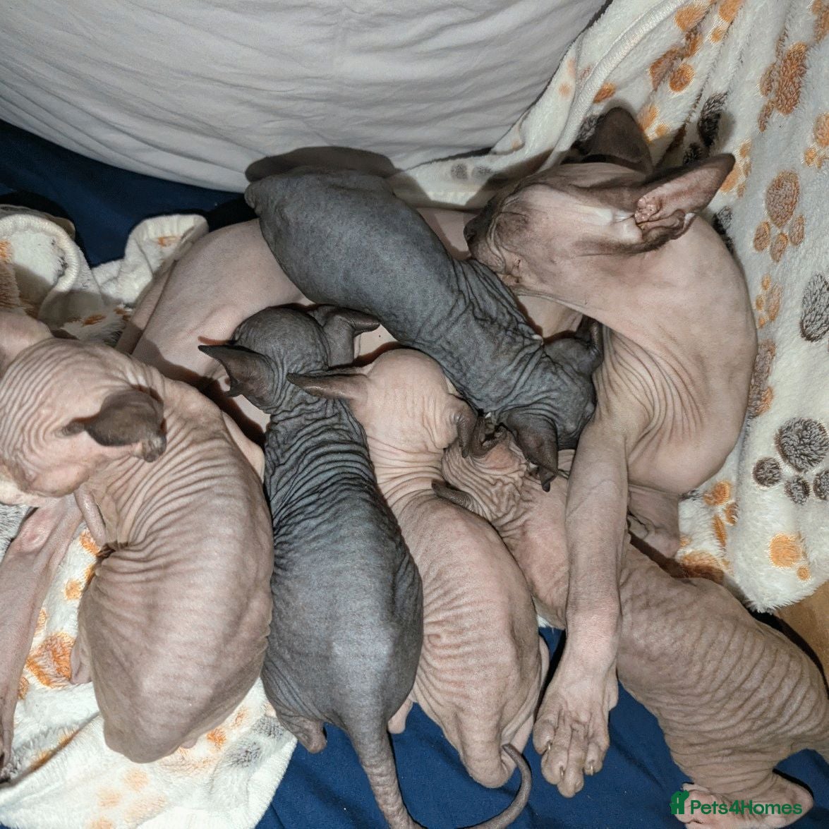 Sphynx cats *3 LEFT- TICA REGISTERED(ACTIVE ADD-ON)-PEDIGREE* - Advert 1