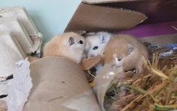 Gerbil rodents for sale: Baby Gerbils for Sale in Leeds - Image 1