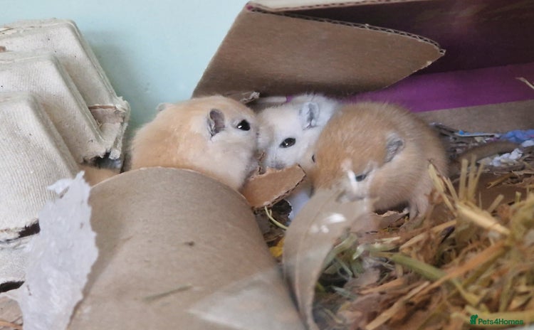 Gerbil rodents in Leeds - Advert 4