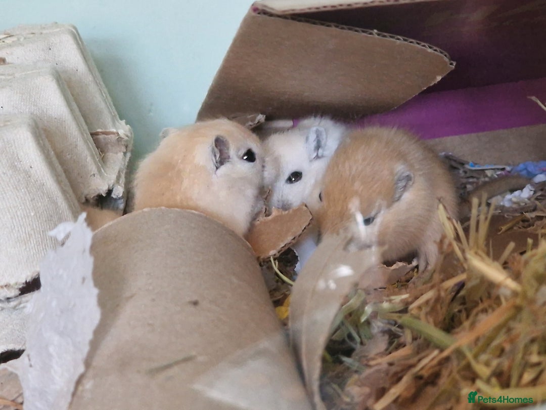 Gerbil rodents for sale: Baby Gerbils for Sale in Leeds - Image 1