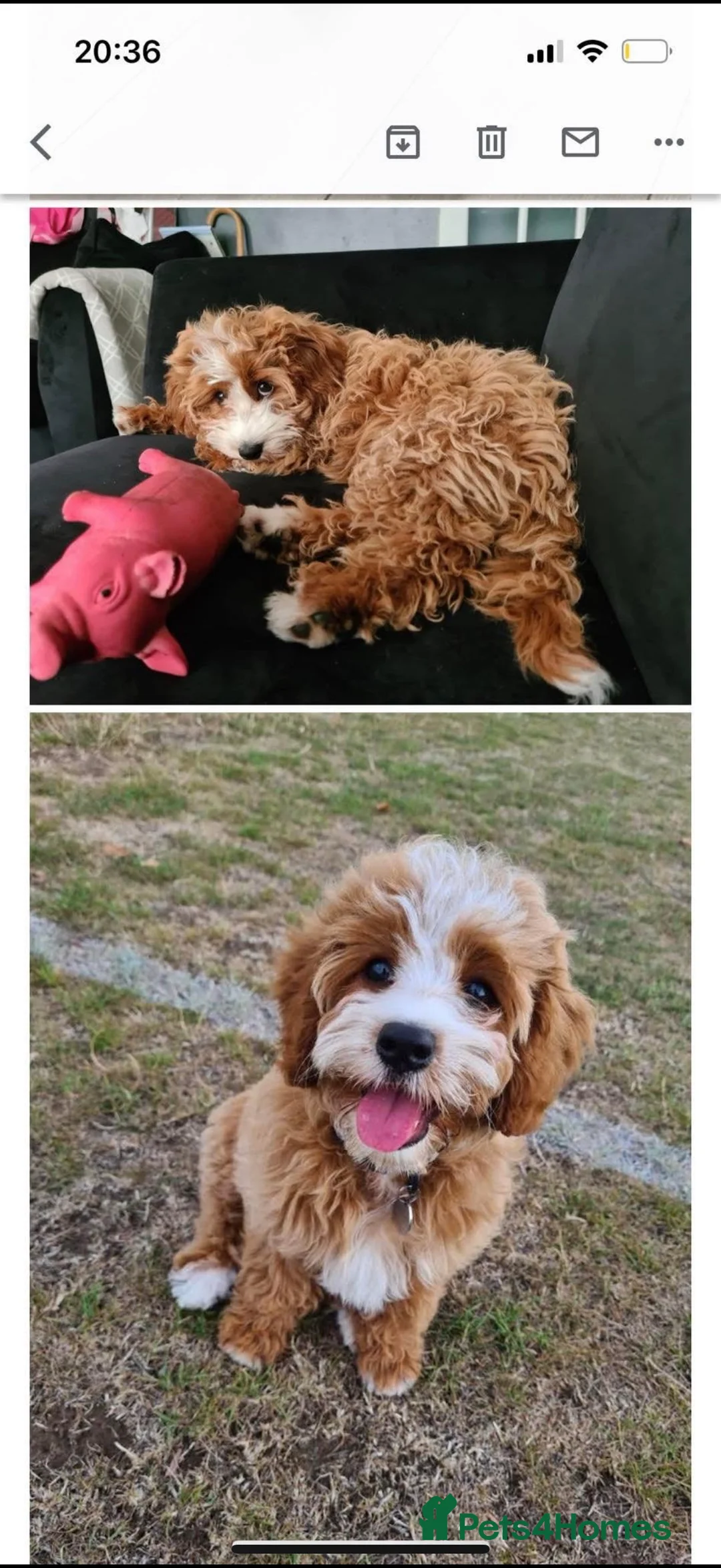 Cavapoo dogs for sale: Beautiful F1 Red Cavapoos- Health Tested - Advert 19