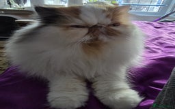 Persian cats for sale: Beautiful Persian Queen for Loving forever home - Image 2