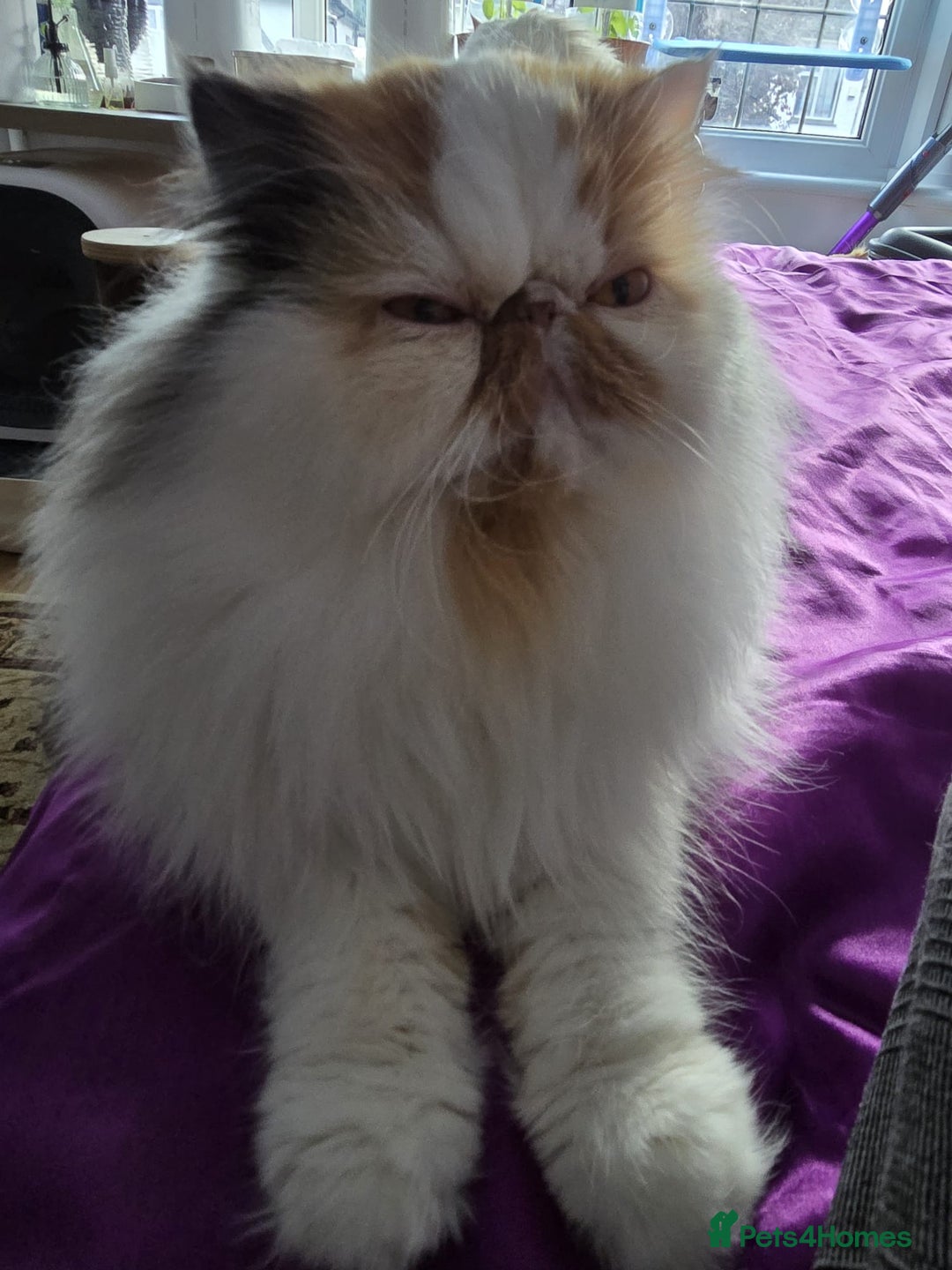 Persian cats for sale: Beautiful Persian Queen for Loving forever home - Image 2