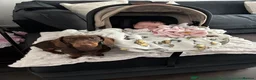Miniature Dachshund dogs for sale: 1 year old chocolate miniature dachshund  in Musselburgh - Advert 11