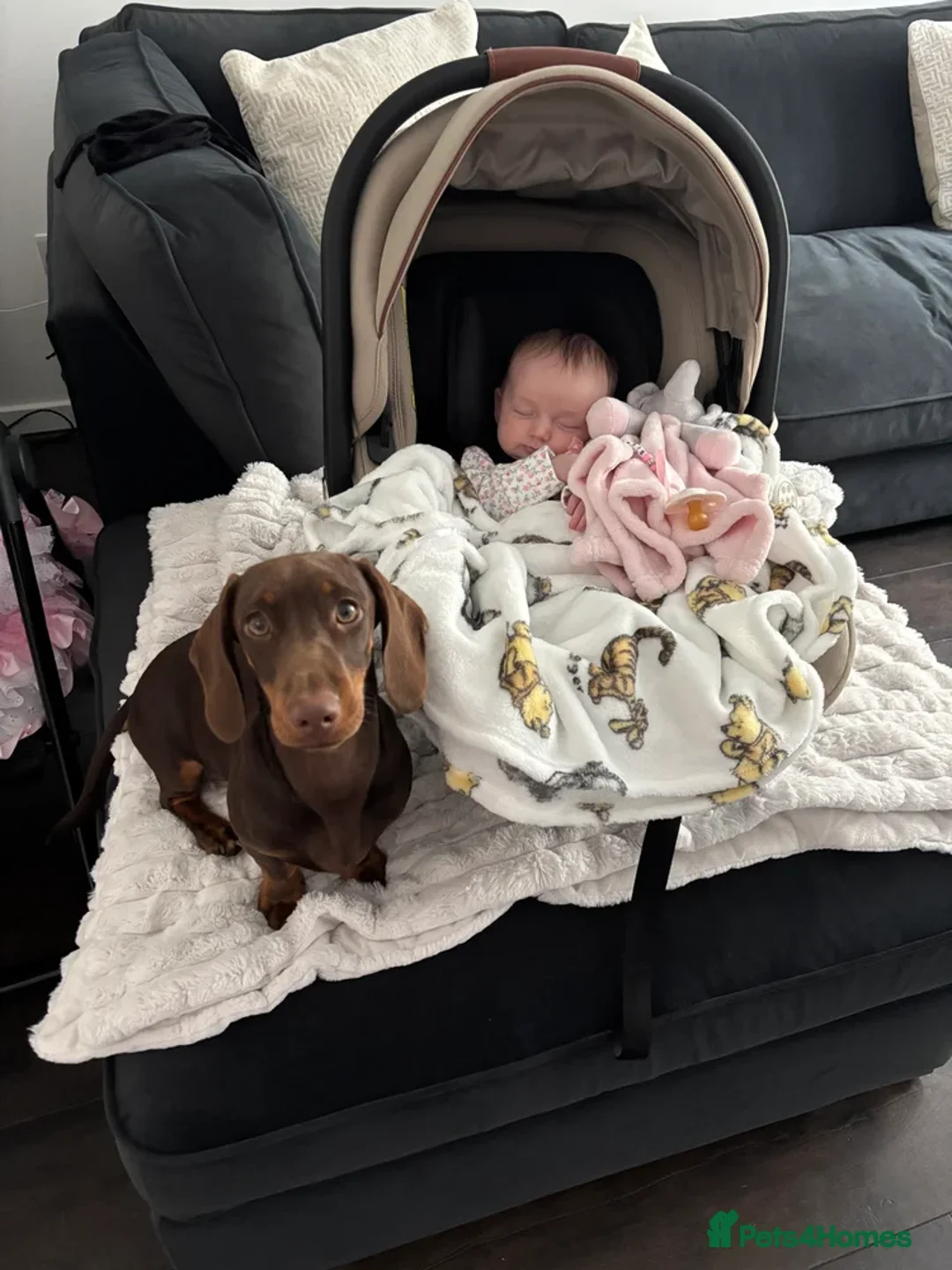 Miniature Dachshund dogs for sale: 1 year old chocolate miniature dachshund  in Musselburgh - Advert 11