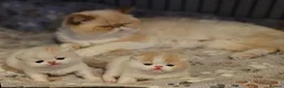 Exotic cats for sale: Girl beautiful exotic Kitten  - Advert 2