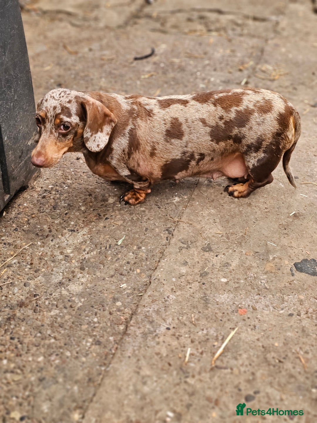 Miniature Dachshund dogs for sale: Proper miniature dachshunds  - Image 7