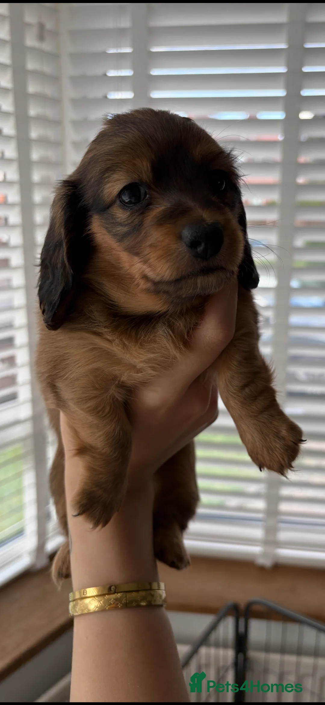Miniature Dachshund dogs for sale: Beautiful long haired Miniature Dachshund puppies - Advert 2