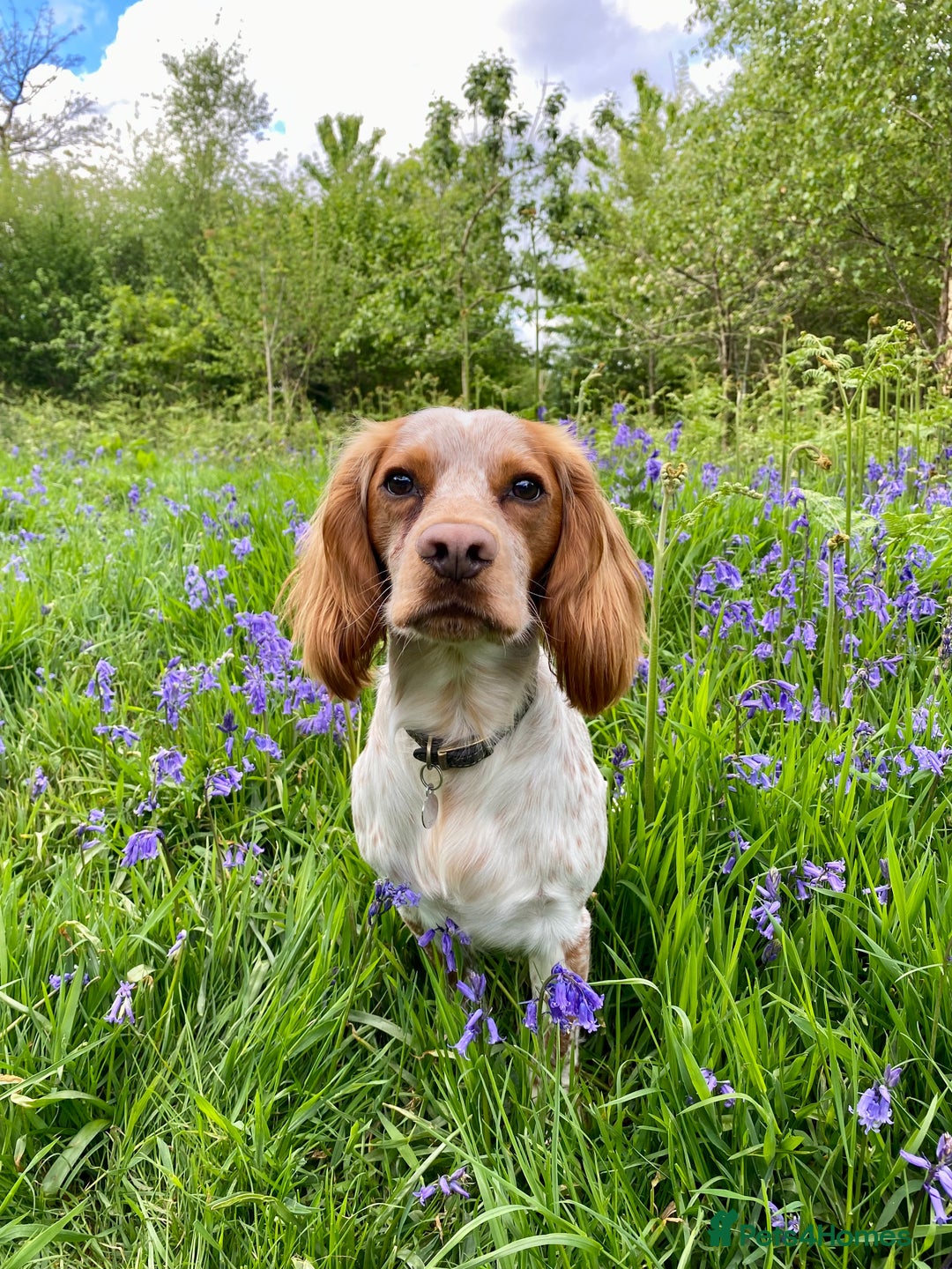 Cocker Spaniel dogs for stud: KC Working Cocker Spaniel Health Tested  - Advert 19