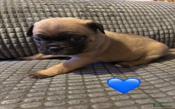Frug dogs for sale: 3/4 frenchie 1/4 pug pups for sale  - Image 4